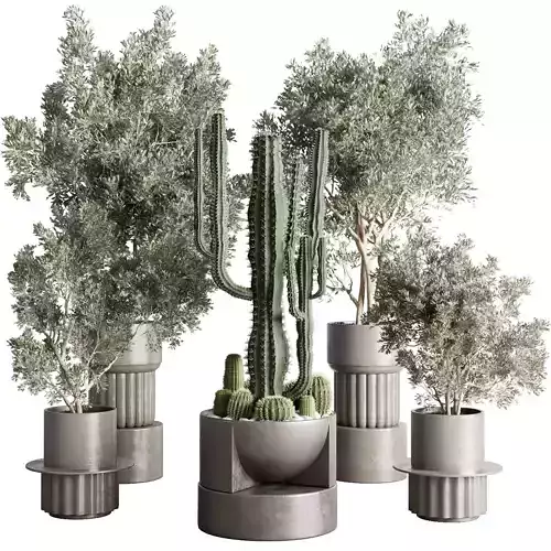 collection indoor plant and cactus 237 concrete dirt vase
