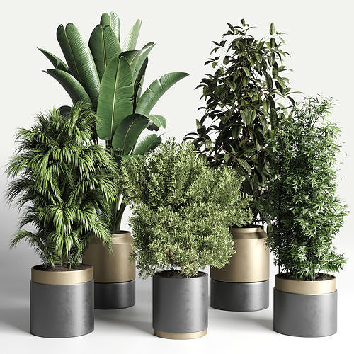  plant ficus rubbery ravenala plam bamboo metal dirt vase 3D model