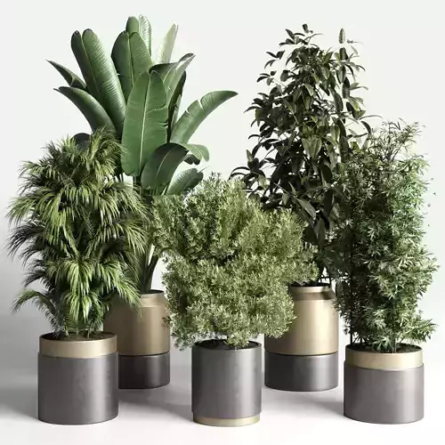  plant ficus rubbery ravenala plam bamboo metal dirt vase