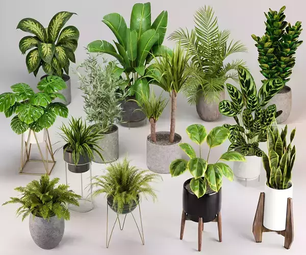 Indoor plants set 04 - collection 02