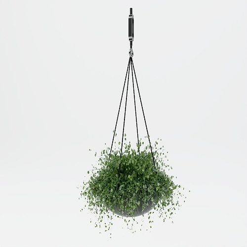Hanging plants Free 3D model