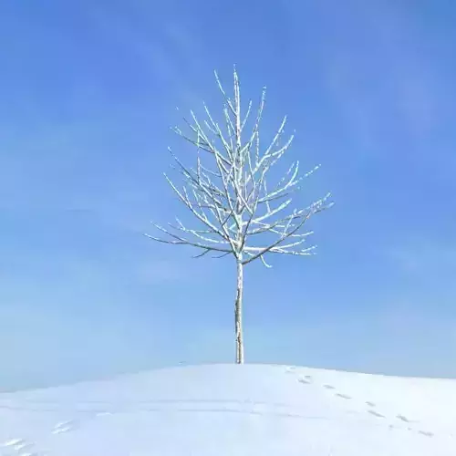 Winter Snow Cold Bare Tree