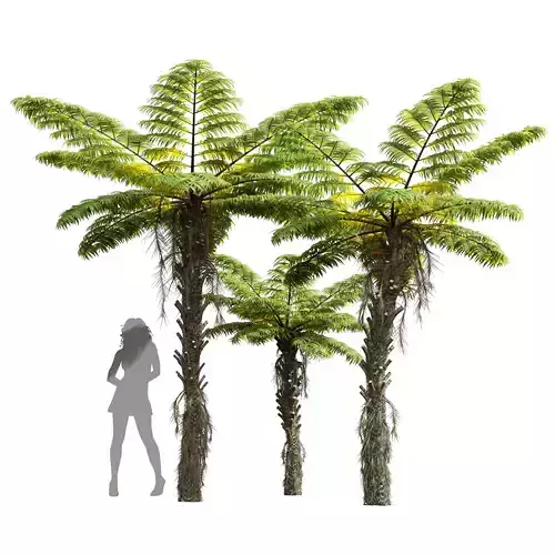 New Plant High detail Alsophila Spinulosa Fern Decorative Medium 3D model