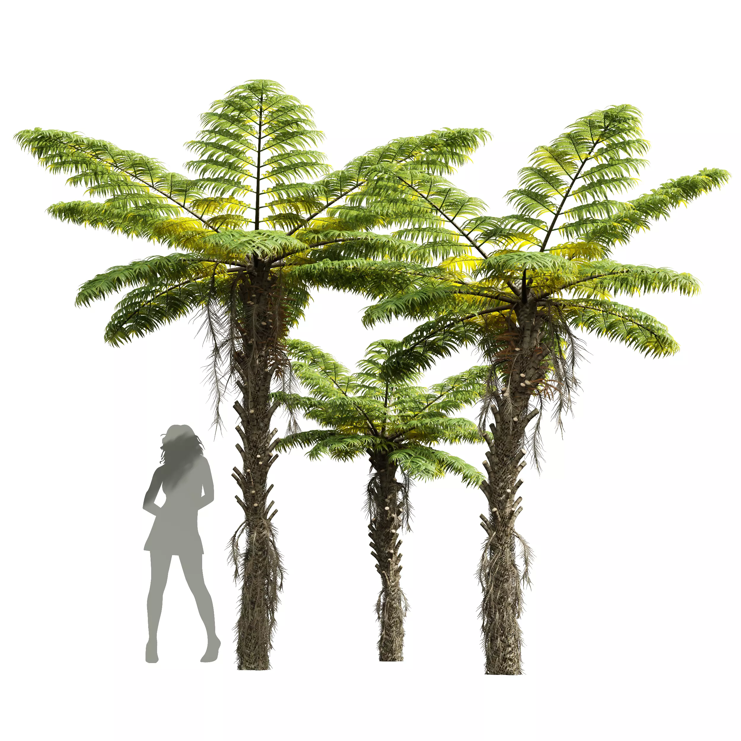 New Plant High detail Alsophila Spinulosa Fern Decorative Medium 3D model