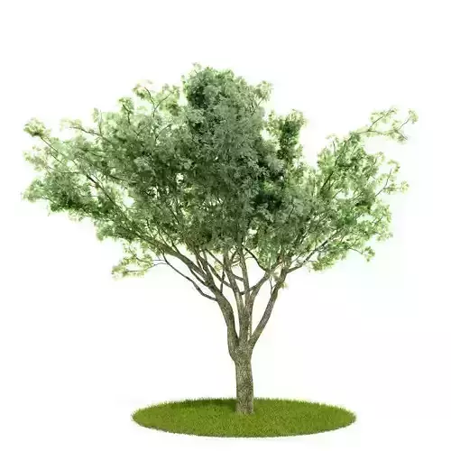 Simple Green Tree
