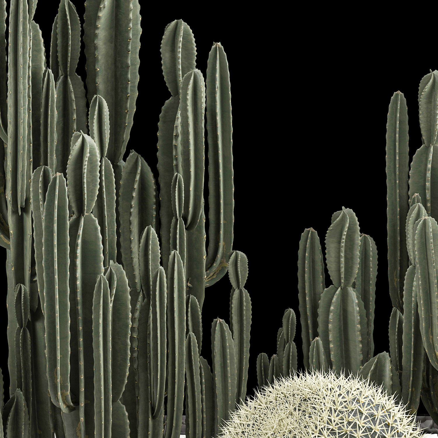 Plants Desert Flowerbed With Cactus 3D model_6