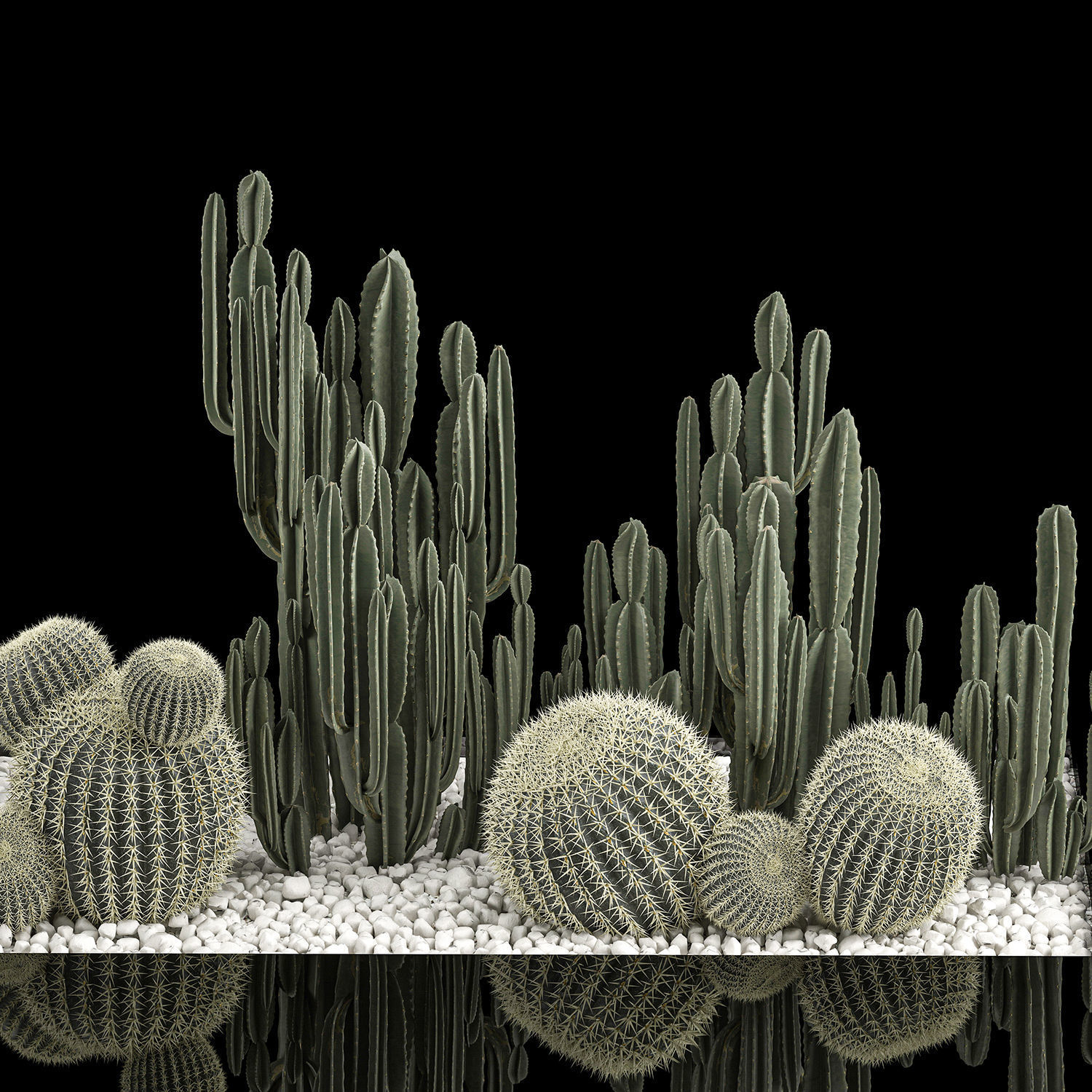 Plants Desert Flowerbed With Cactus 3D model_5