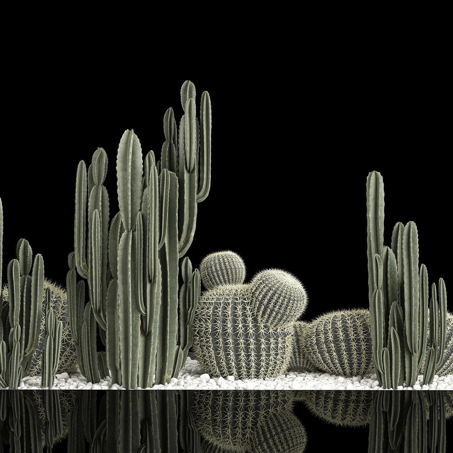 Plants Desert Flowerbed With Cactus 3D model_4