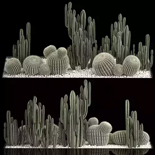 Plants Desert Flowerbed With Cactus 3D model