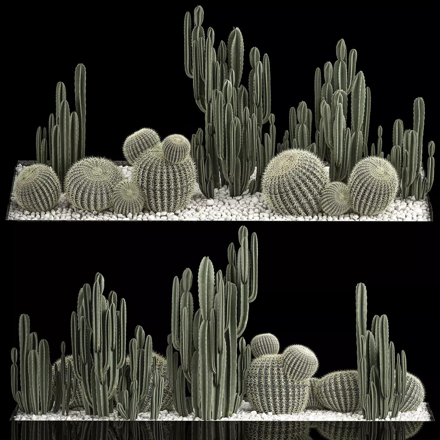 Plants Desert Flowerbed With Cactus 3D model_0