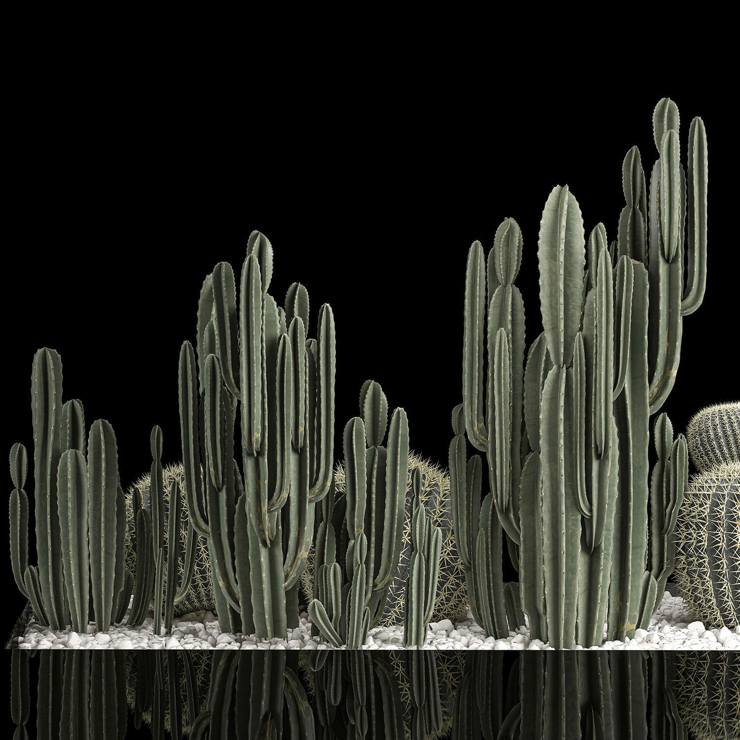 Plants Desert Flowerbed With Cactus 3D model_3