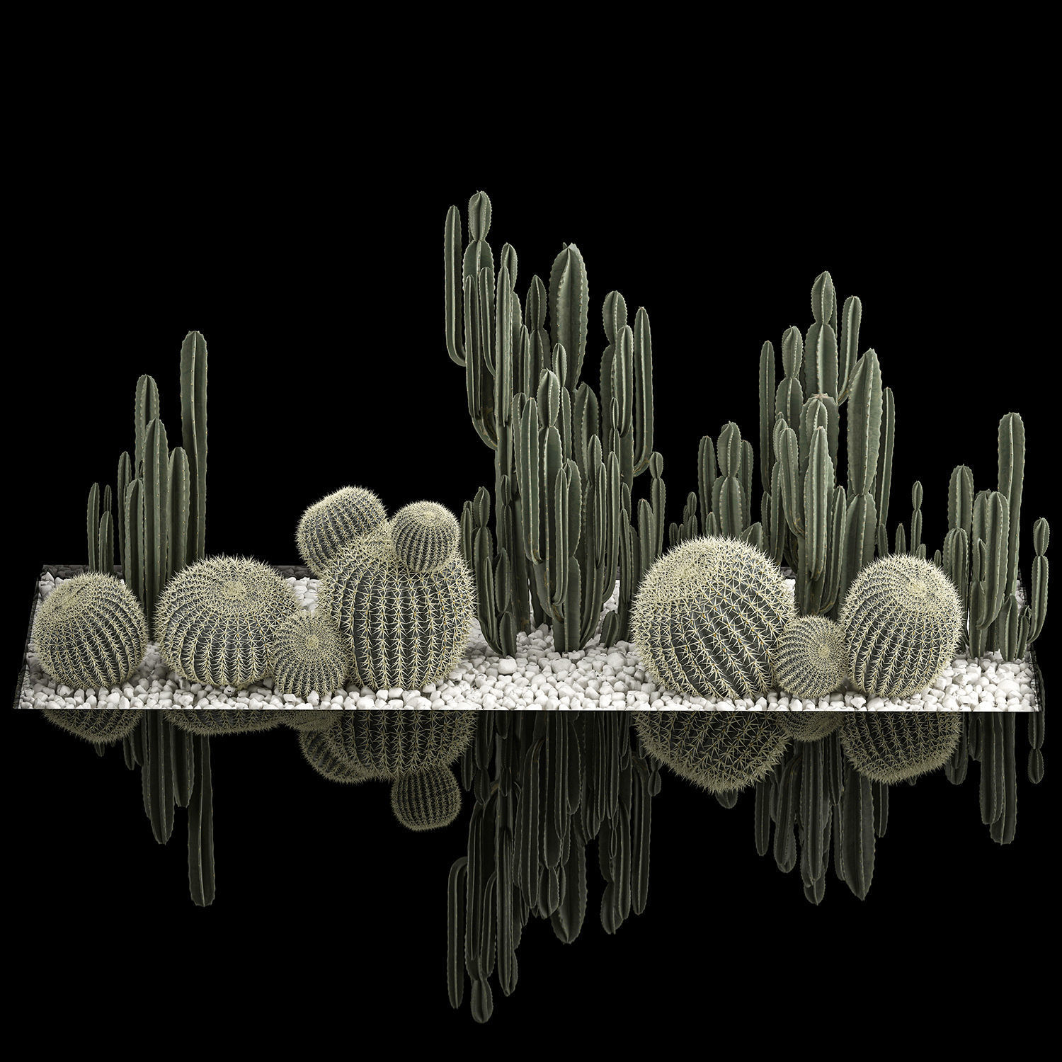 Plants Desert Flowerbed With Cactus 3D model_1