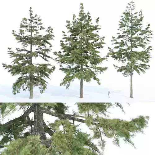 conifer trees collection vol 86 3D model