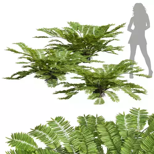 New Plant High detail Angiopteris Fokiensis Fern 3D model