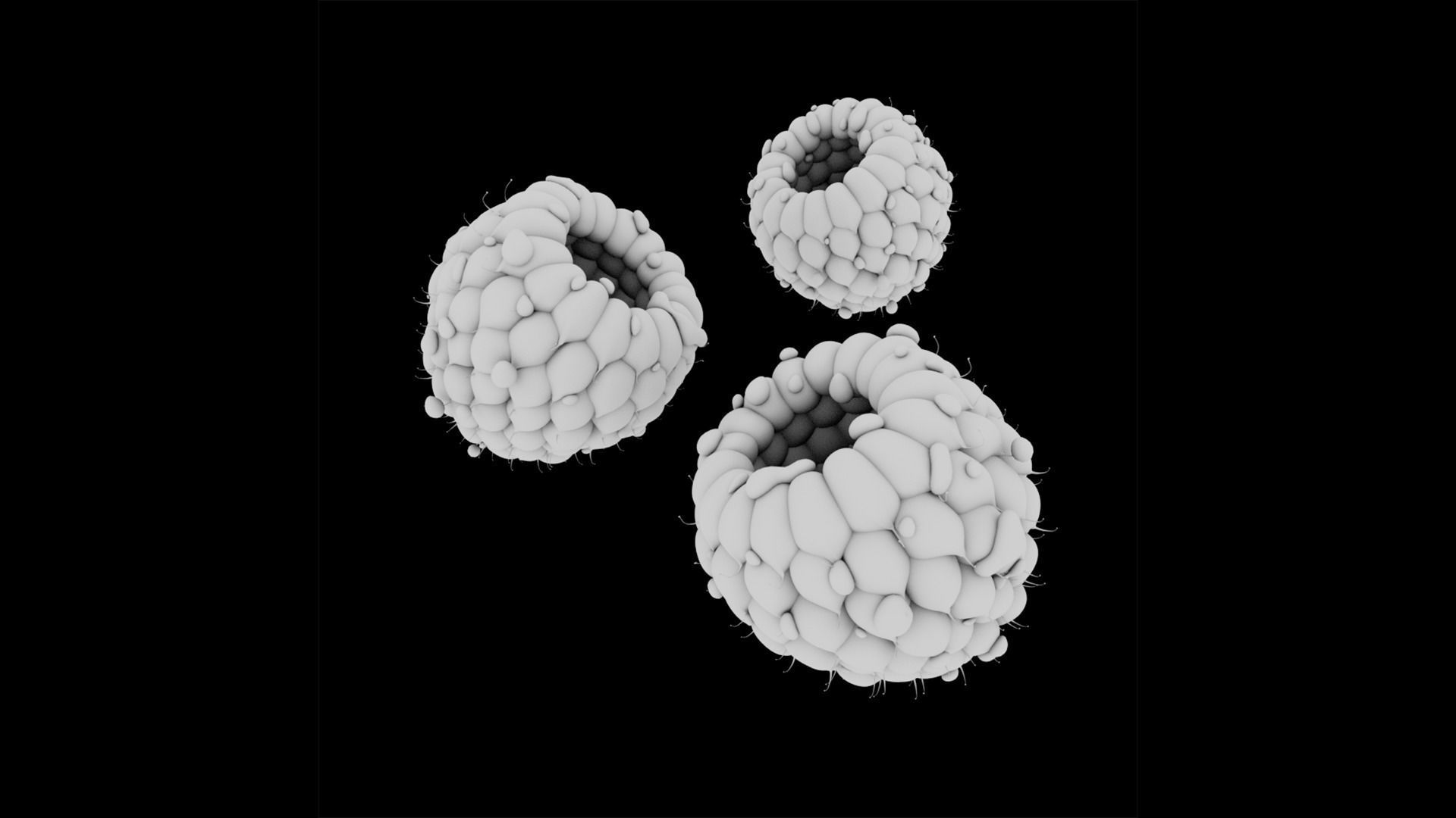 Raspberry three raspberries 3D model_7