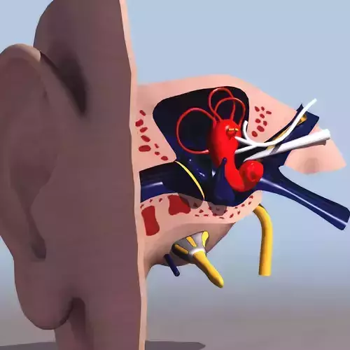 Earh 3D Model human ear showing internal organs