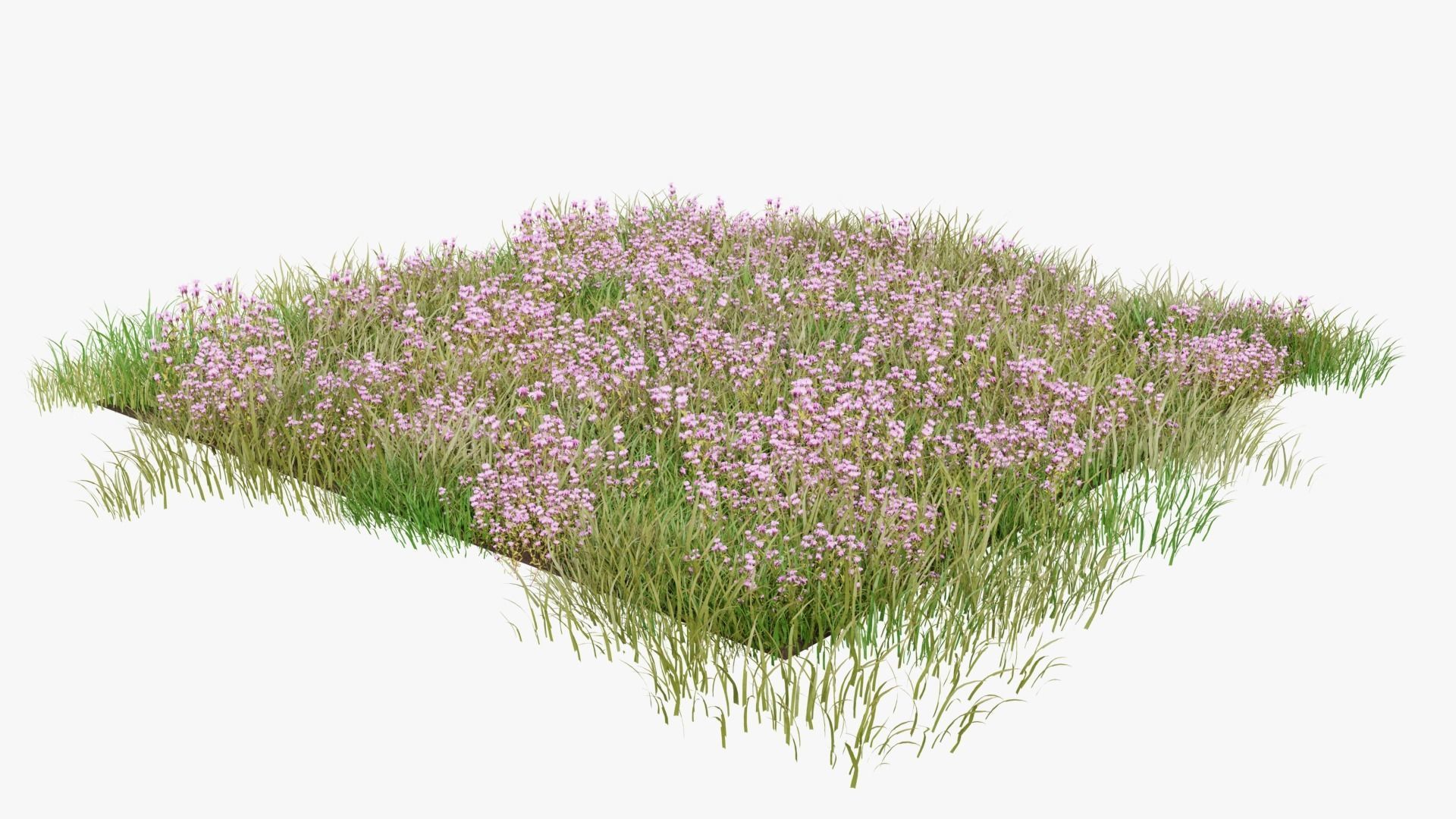 Wild Flower Grass 3D model_12