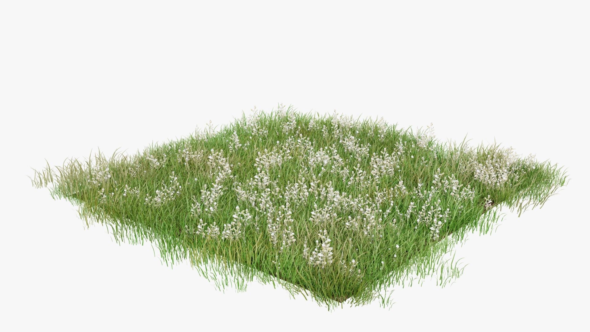 Wild Flower Grass 3D model_6