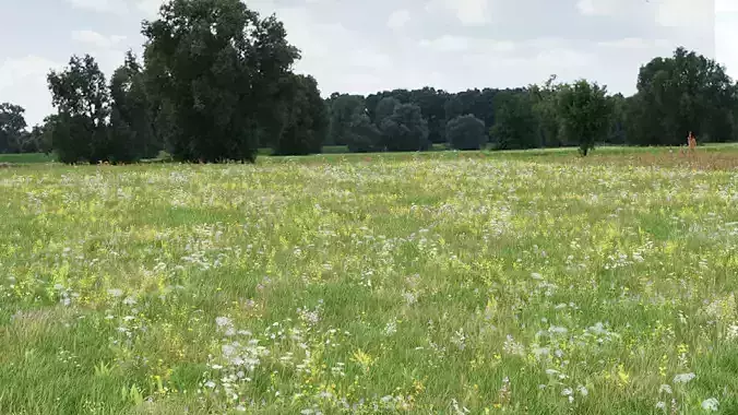 Wild Flower Grass 3D model