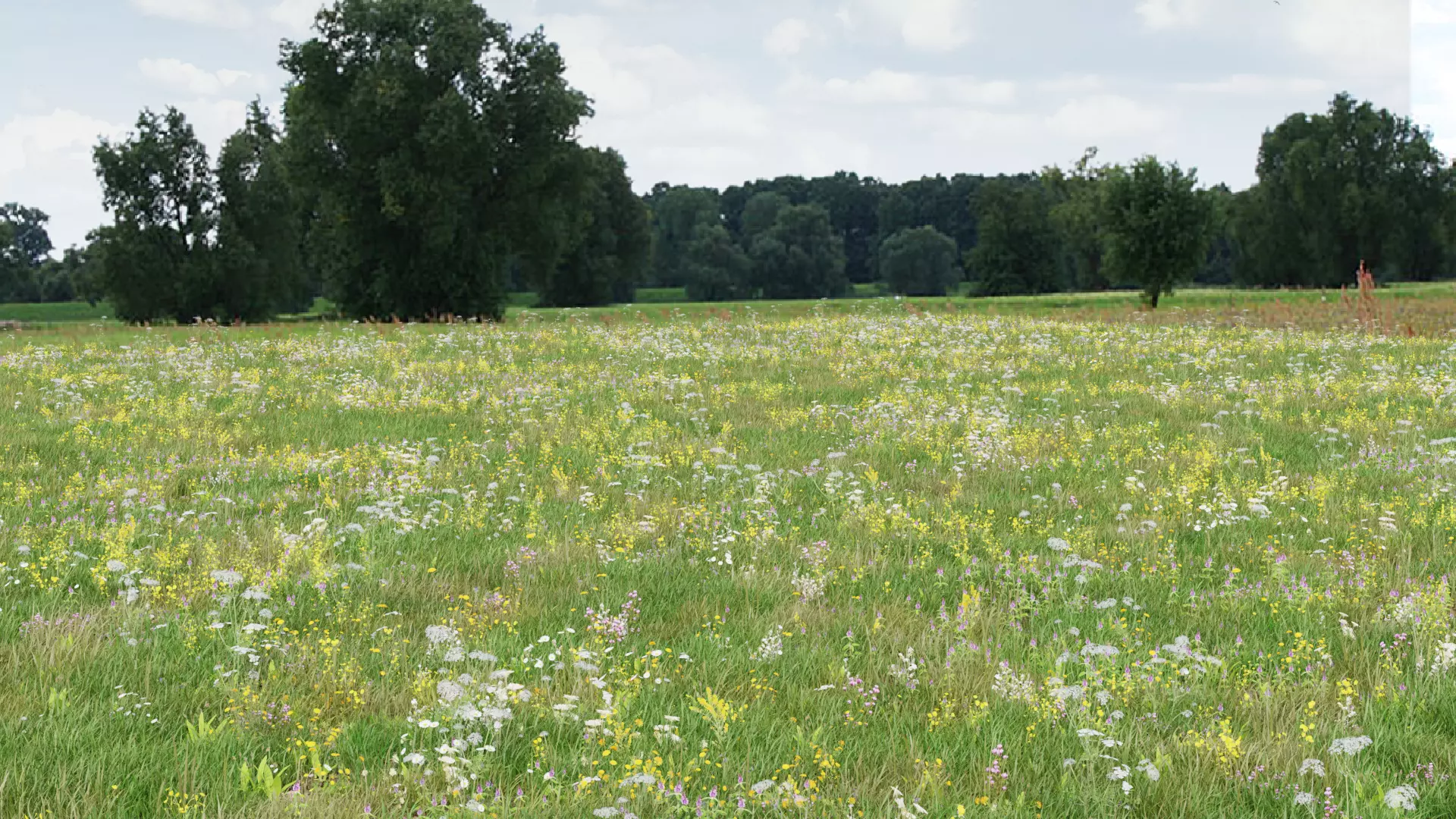 Wild Flower Grass 3D model_0