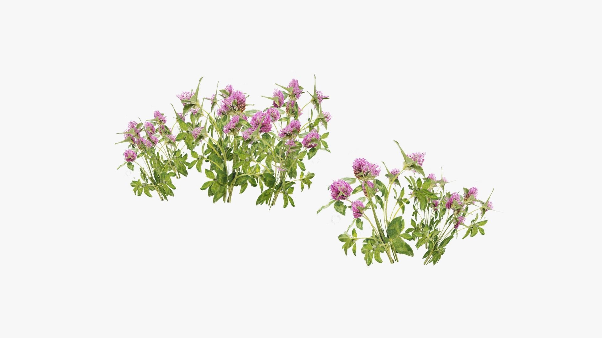 Wild Flower Grass 3D model_29