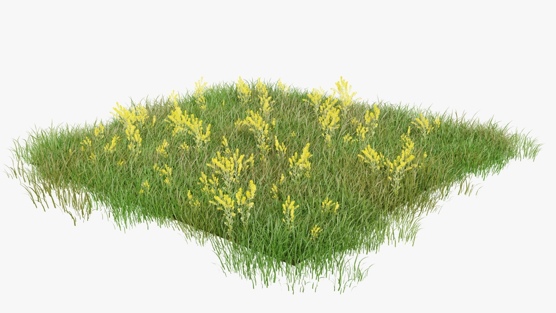 Wild Flower Grass 3D model_15