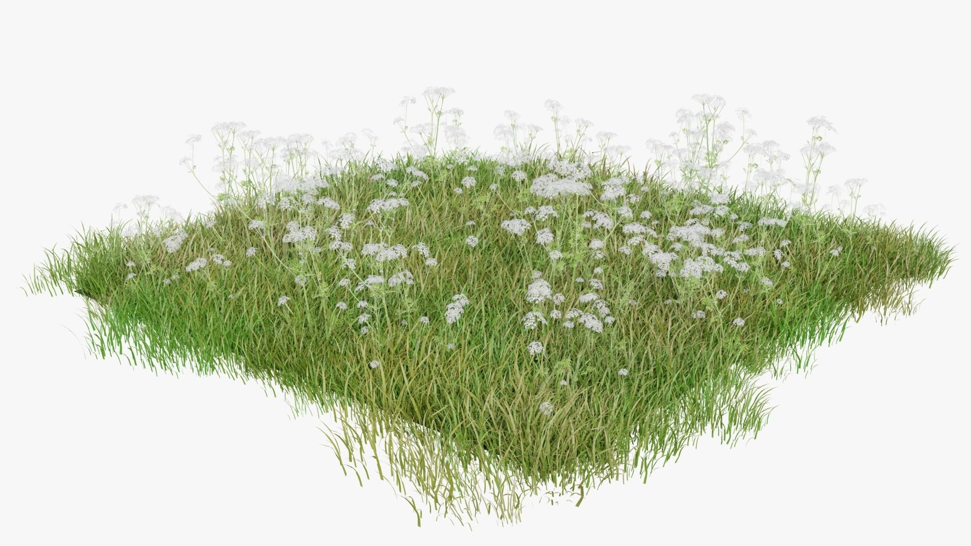 Wild Flower Grass 3D model_7