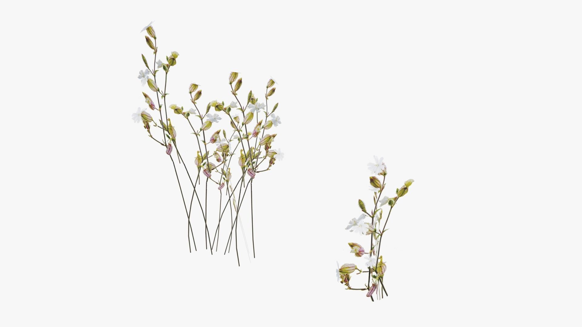 Wild Flower Grass 3D model_28