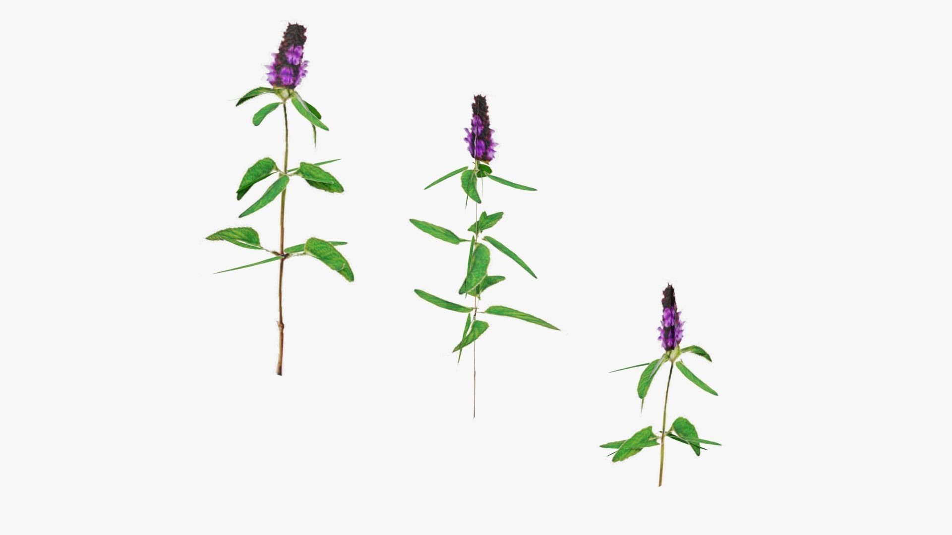 Wild Flower Grass 3D model_26