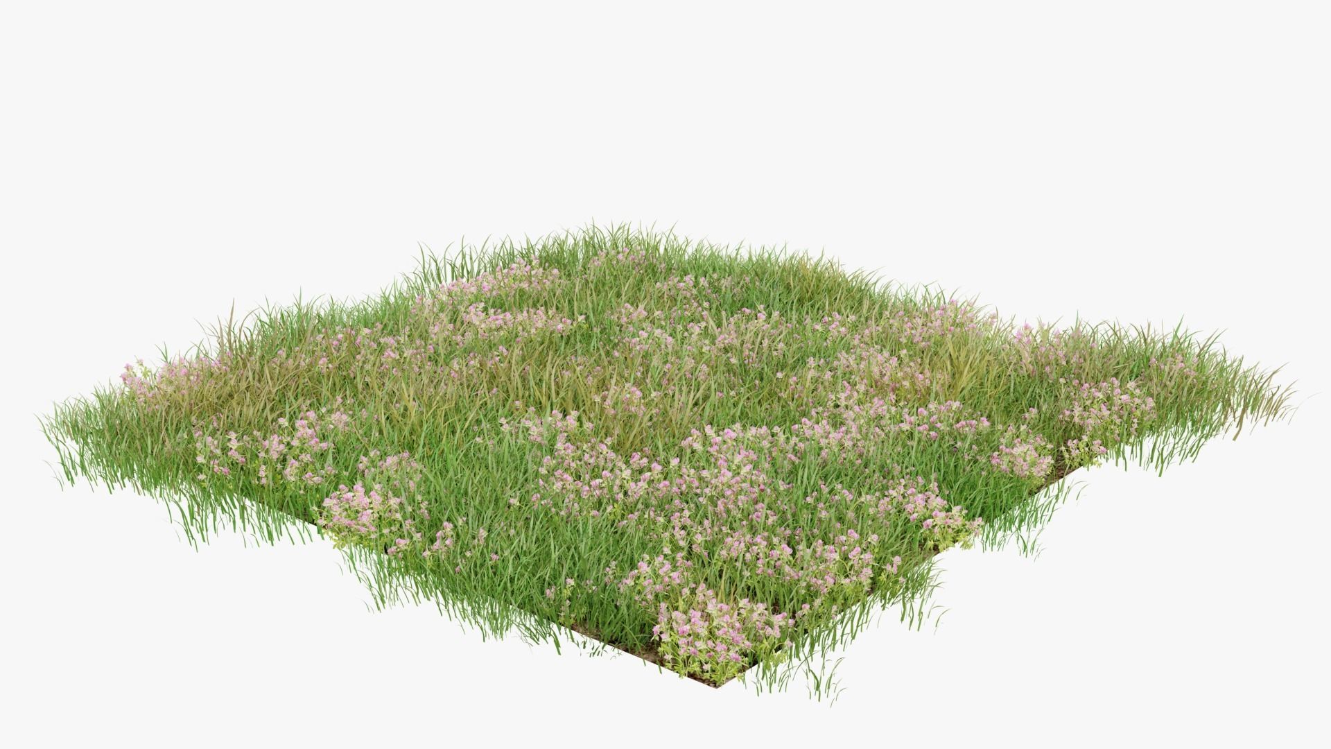 Wild Flower Grass 3D model_4