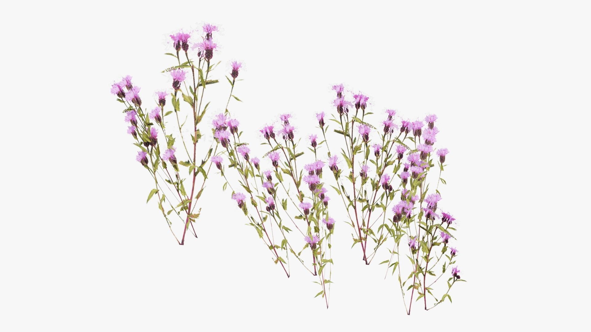 Wild Flower Grass 3D model_20