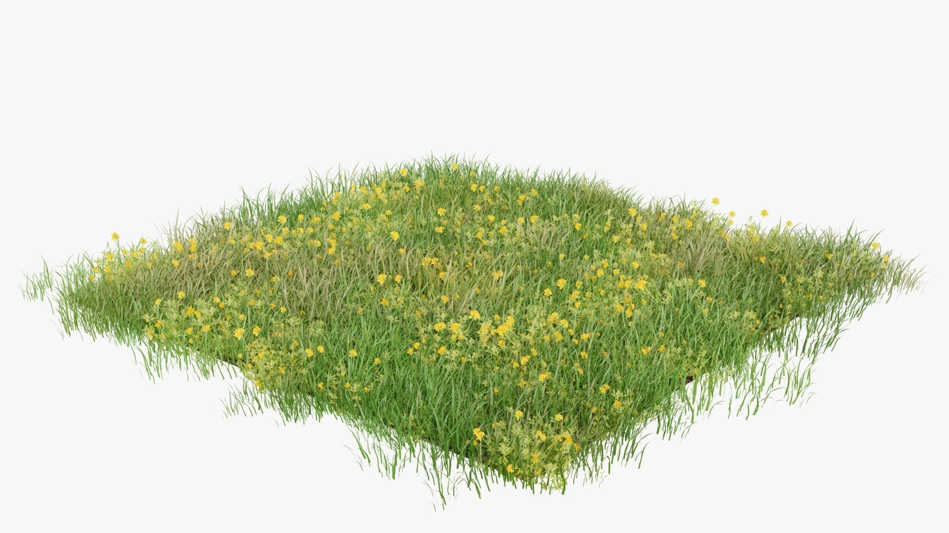 Wild Flower Grass 3D model_9