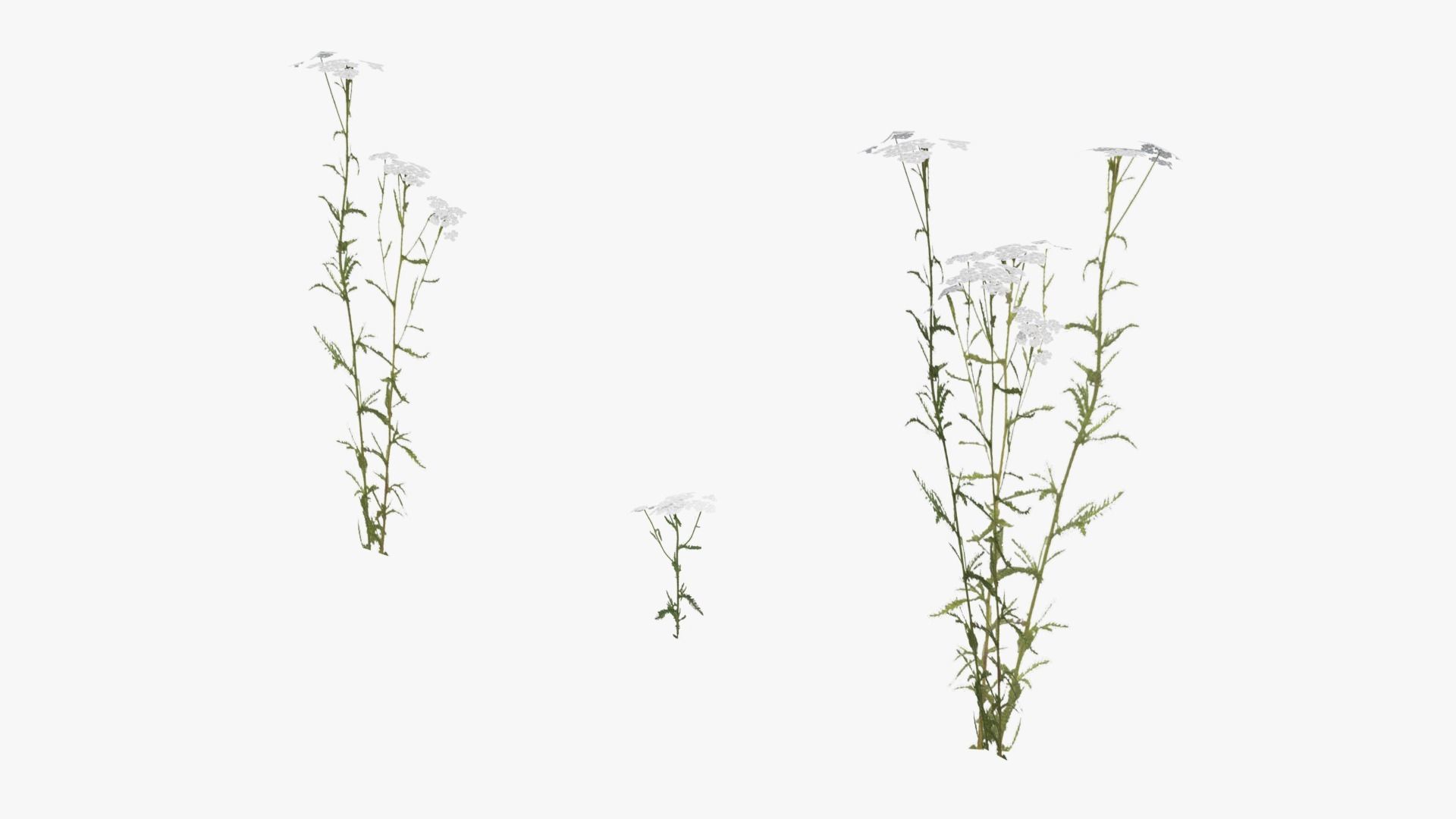 Wild Flower Grass 3D model_17