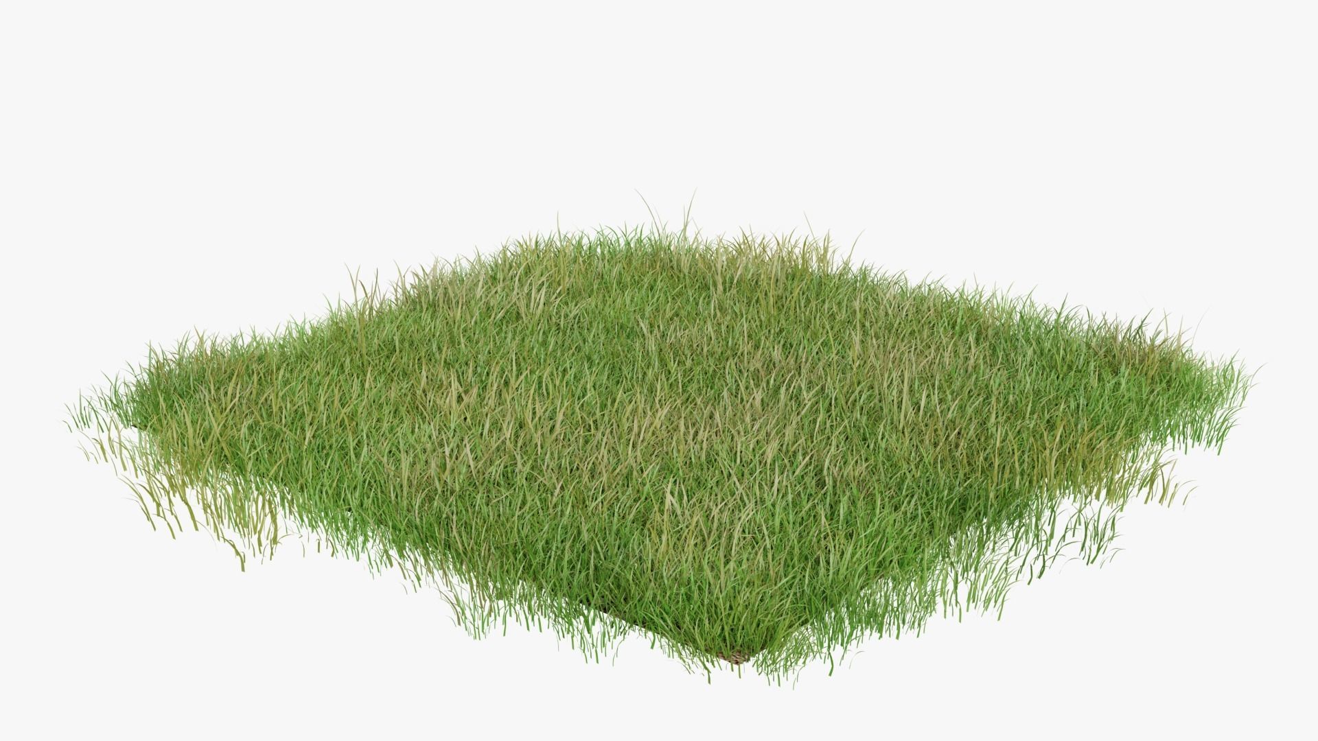 Wild Flower Grass 3D model_2