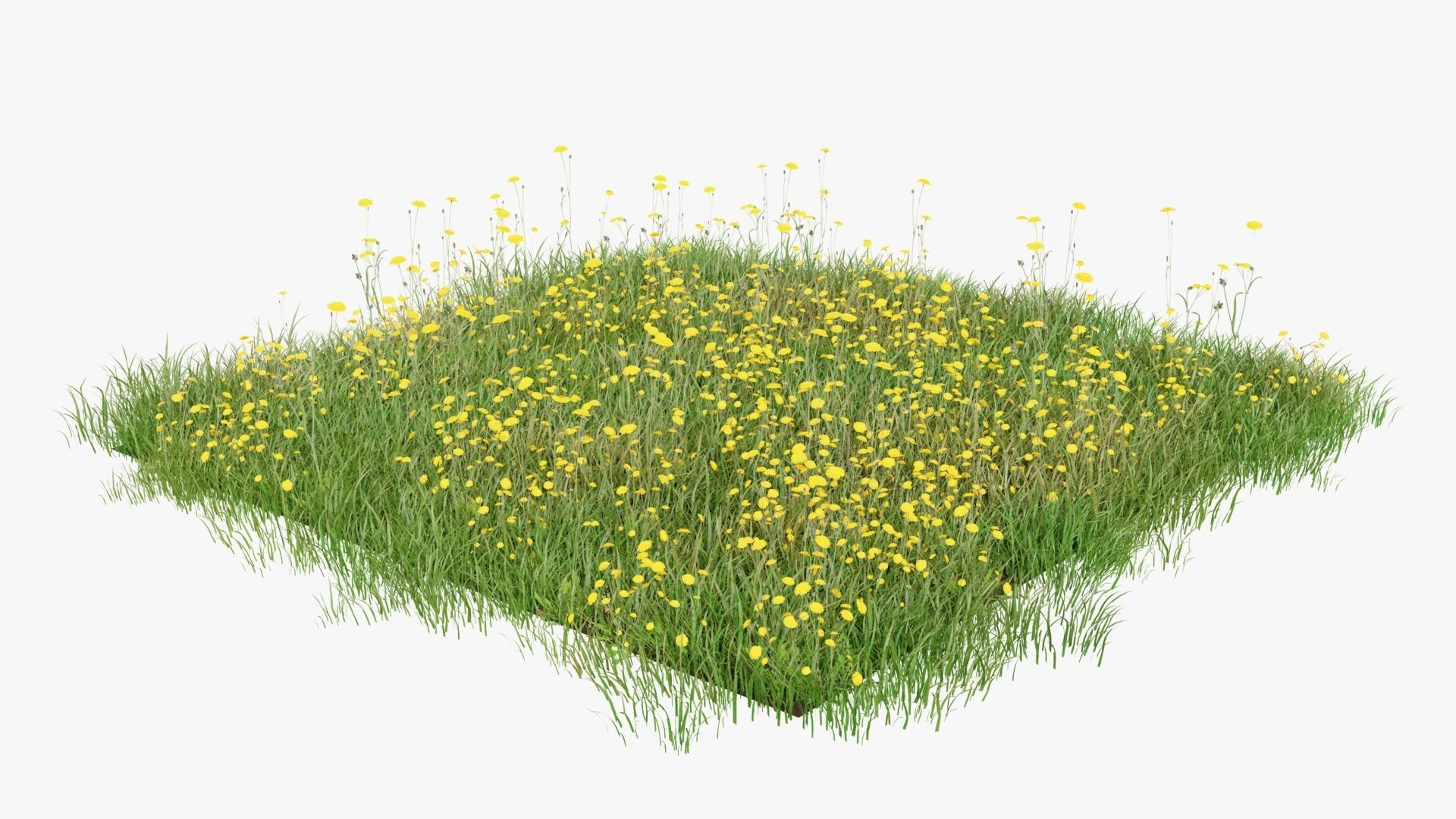 Wild Flower Grass 3D model_3