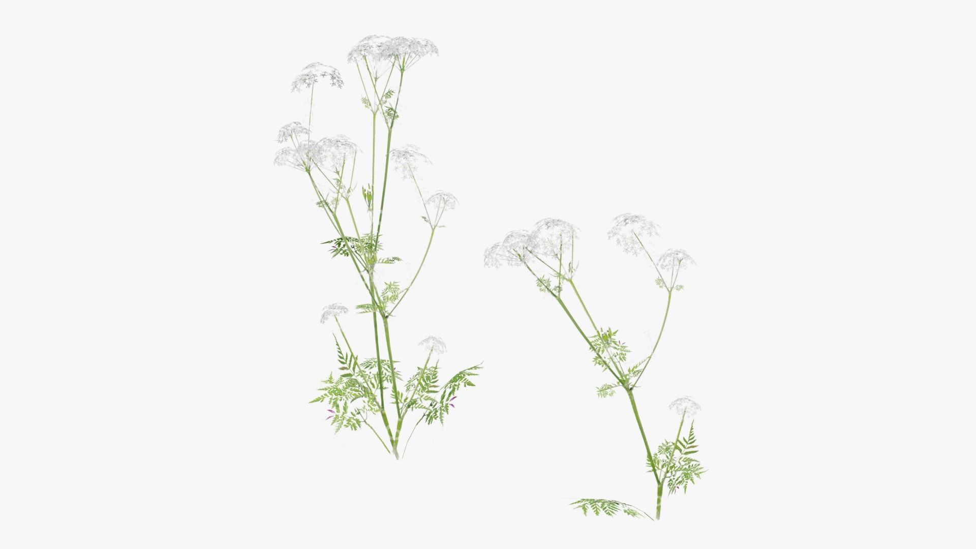 Wild Flower Grass 3D model_18