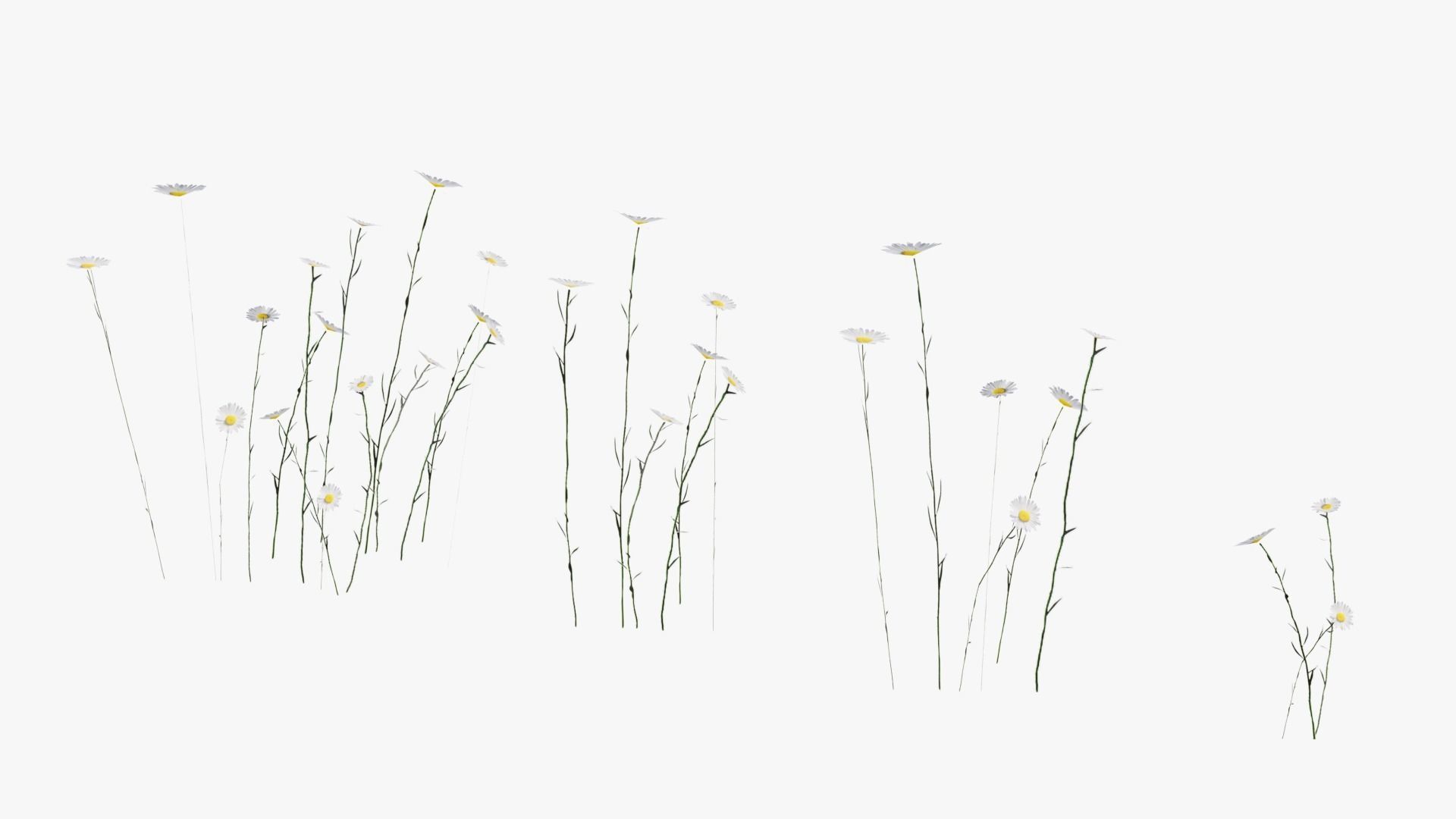 Wild Flower Grass 3D model_23