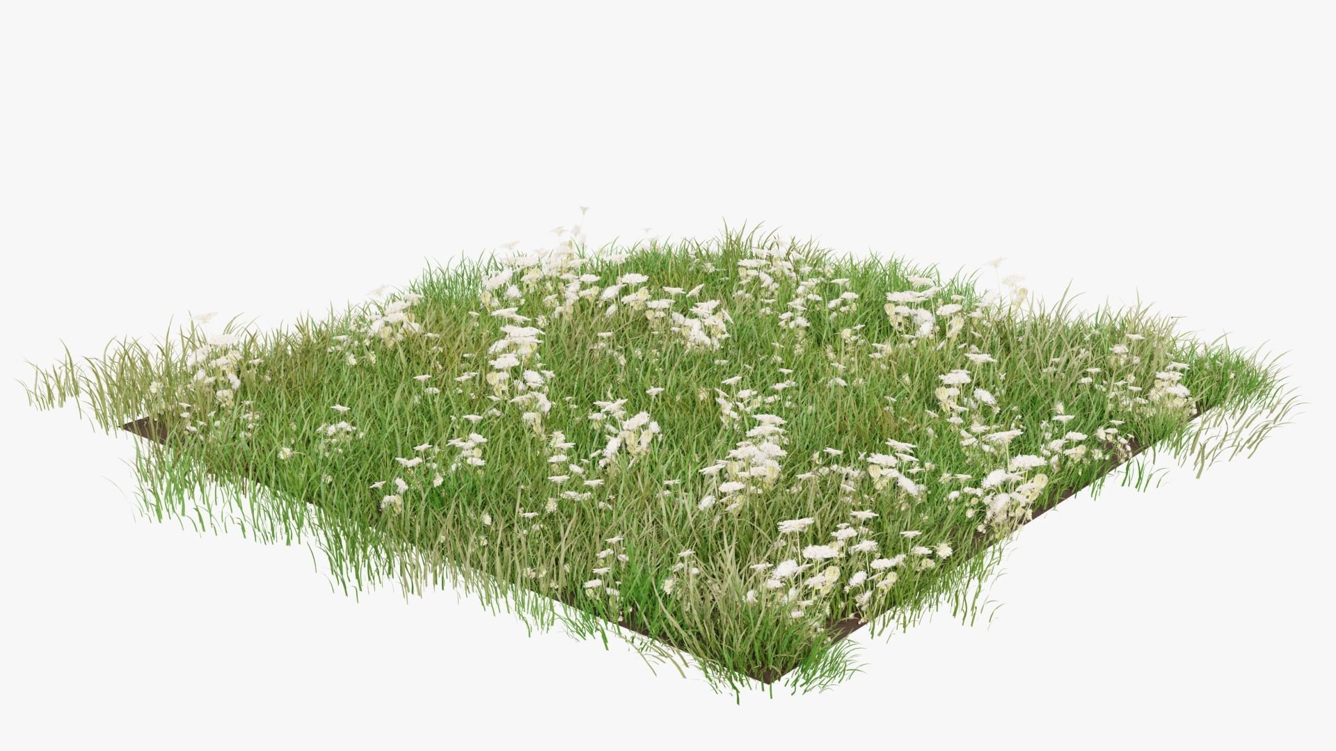 Wild Flower Grass 3D model_5