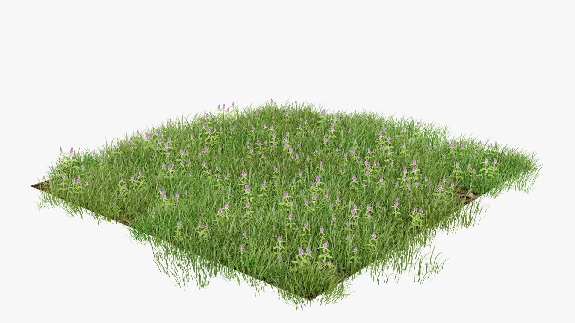 Wild Flower Grass 3D model_1