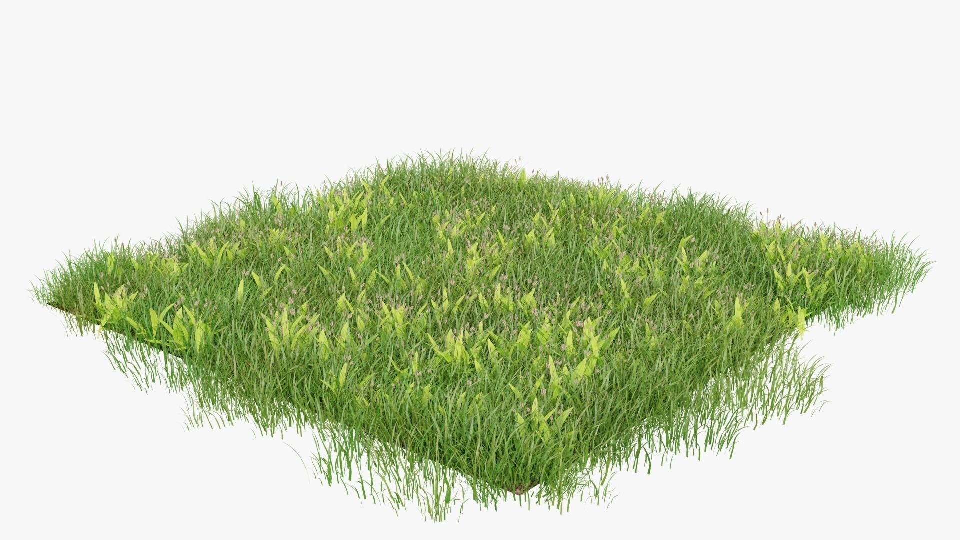 Wild Flower Grass 3D model_14