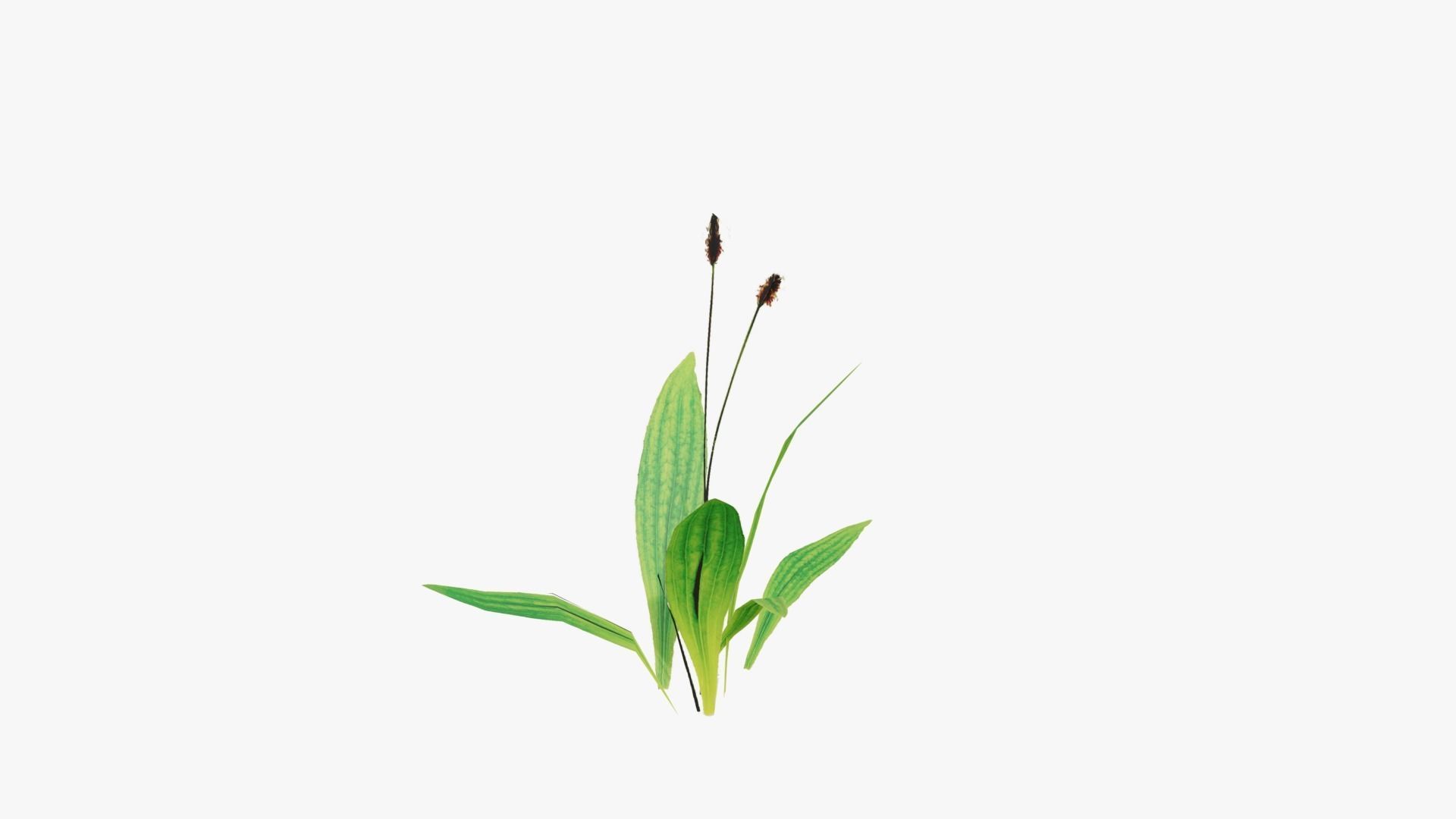 Wild Flower Grass 3D model_25