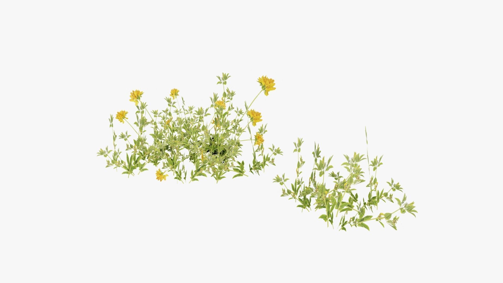 Wild Flower Grass 3D model_24