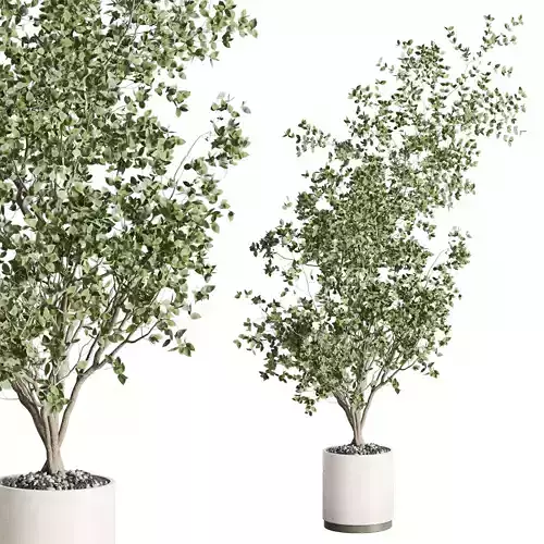 Ficus Benjamin tree 