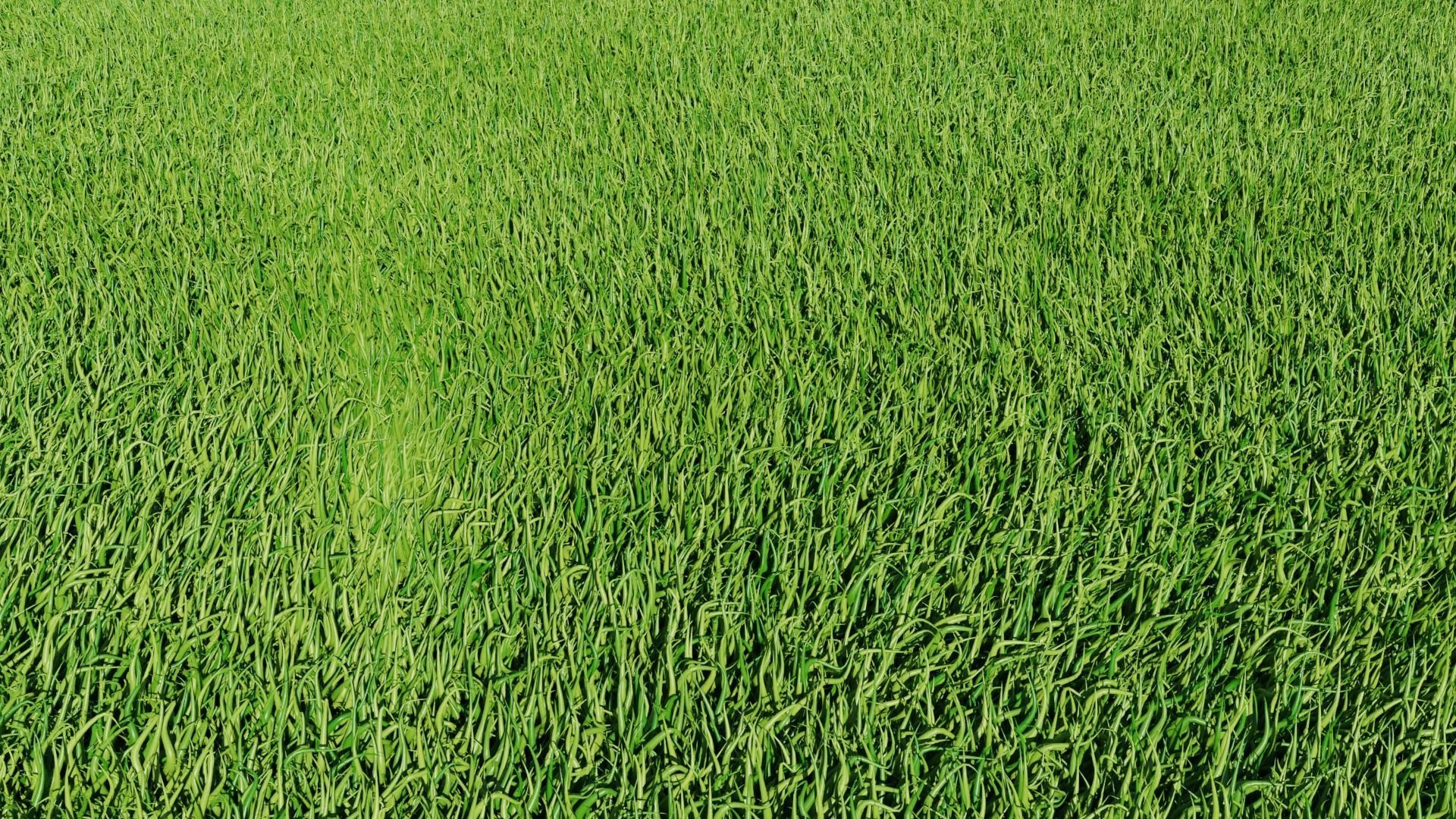 procedural field grass Low-poly 3D model_1