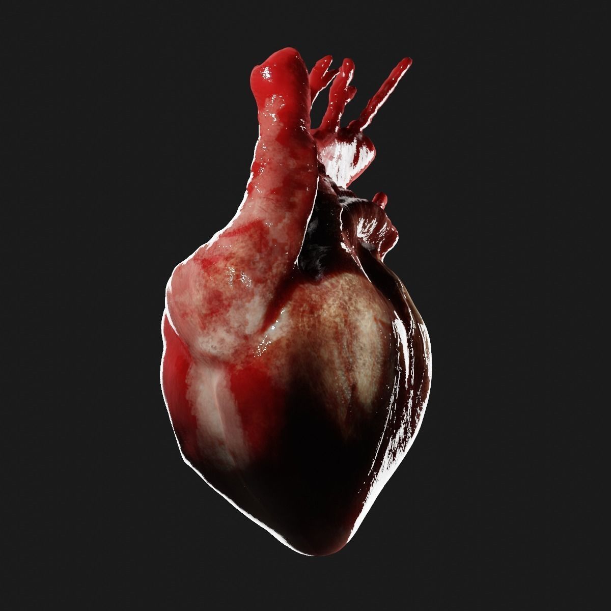 Realistic organ human heart 3D model_1