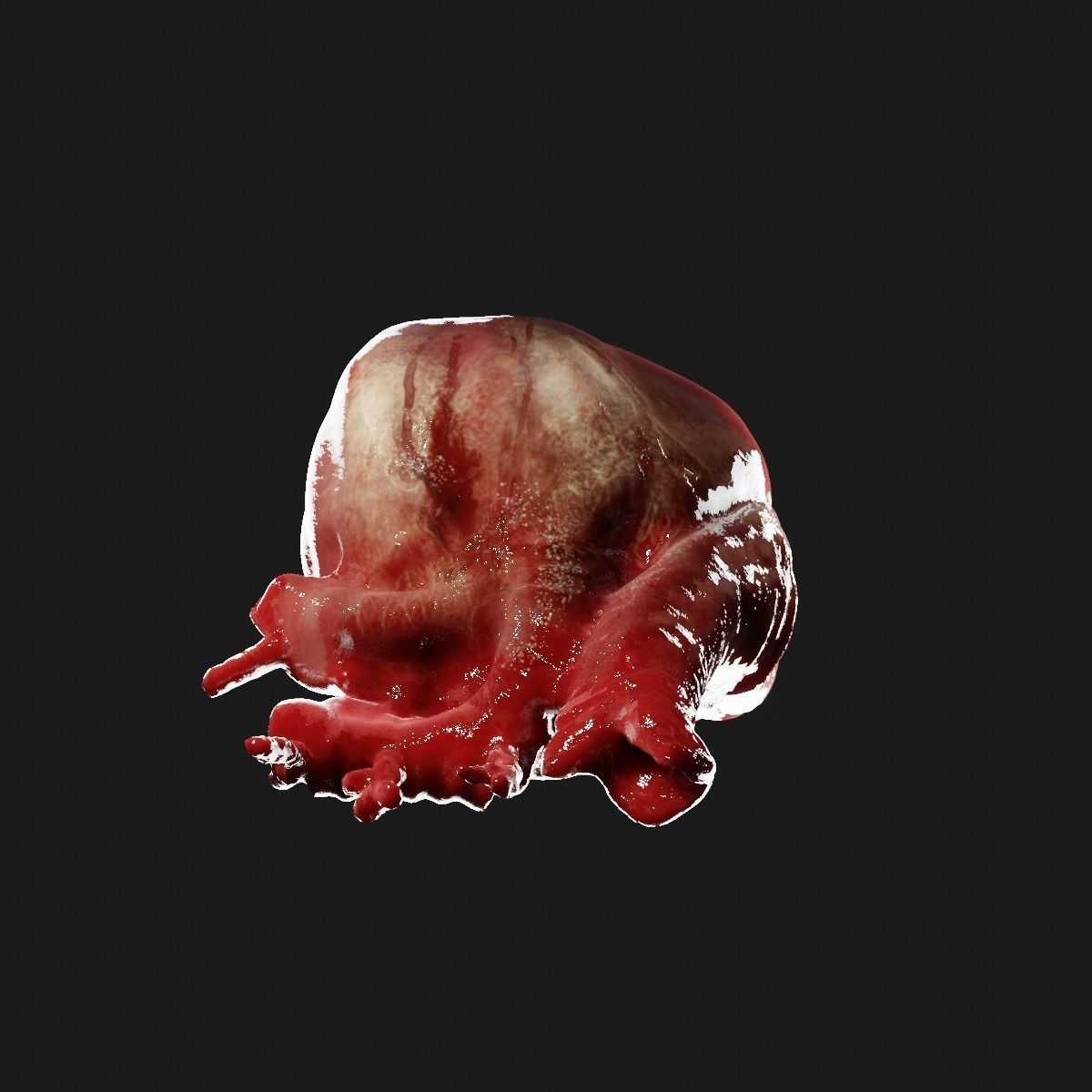 Realistic organ human heart 3D model_5