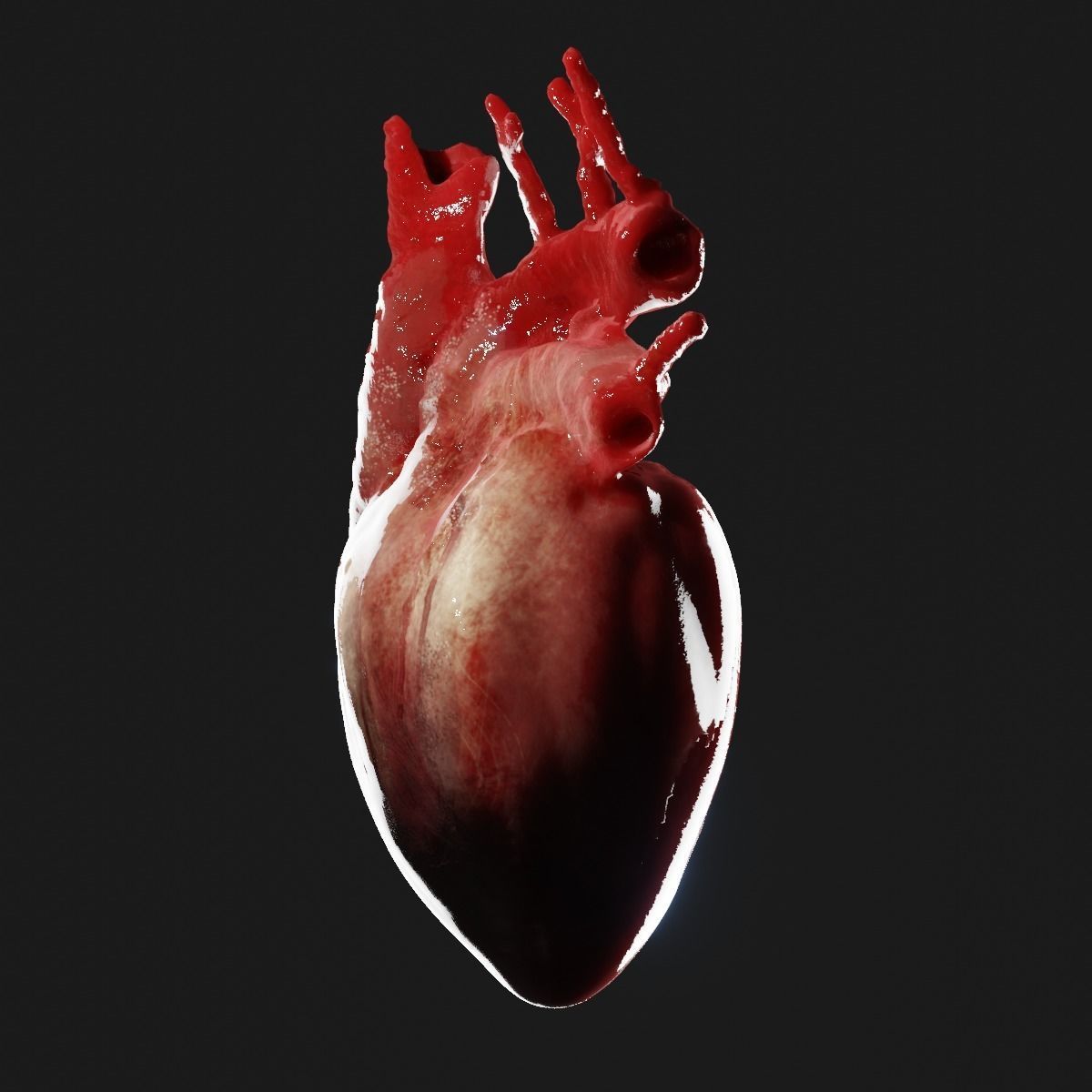 Realistic organ human heart 3D model_3