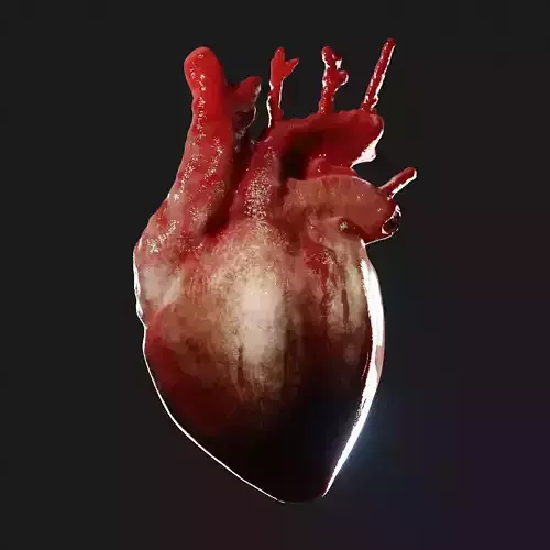 Realistic organ human heart 3D model