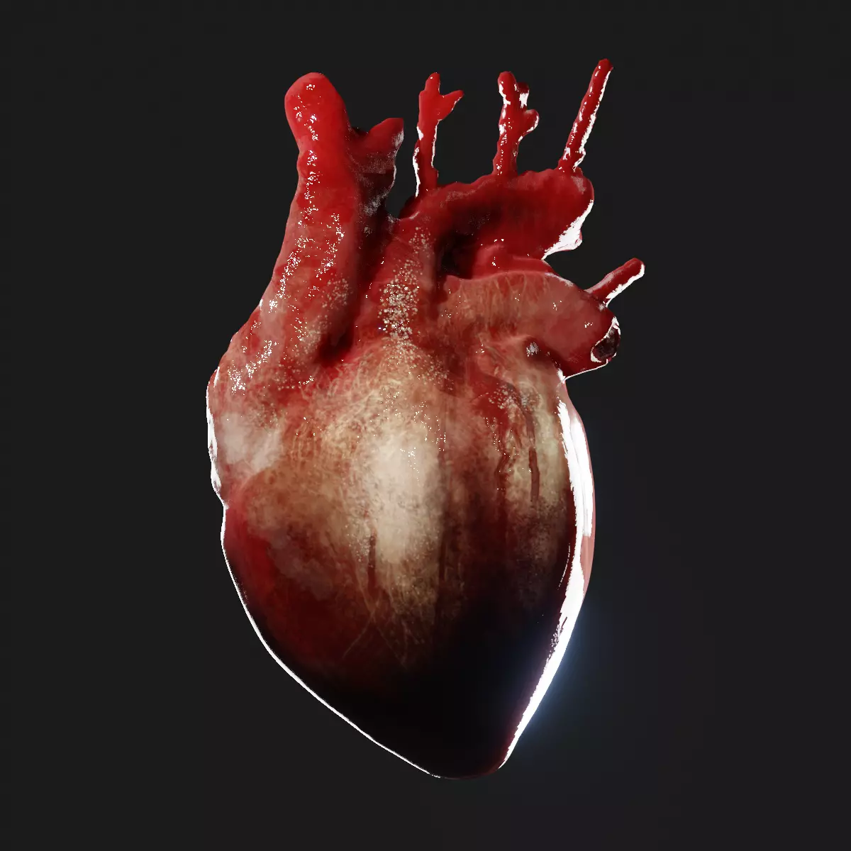 Realistic organ human heart 3D model_0