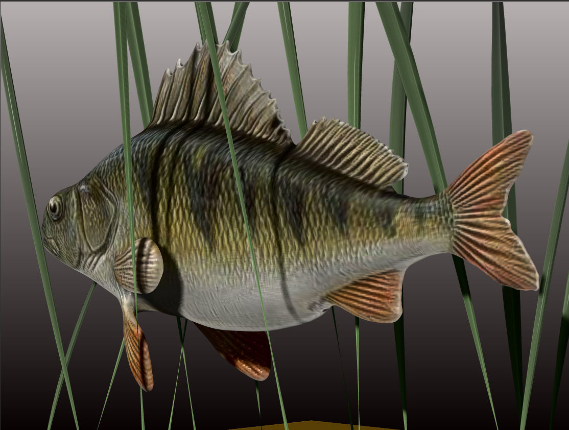 Perch  LP and HP Low-poly 3D model_3